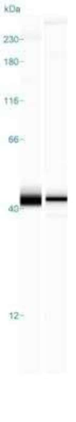 ERK2 Antibody, Novus Biologicals 25 &mu;L; Unconjugated:Antibodies, Polyclonal