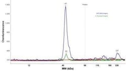 ERK2 Antibody, Novus Biologicals 25 &mu;L; Unconjugated:Antibodies, Polyclonal