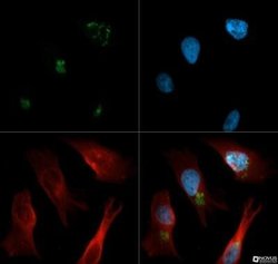 ERManI Antibody (3C2) - Azide and BSA Free, Novus Biologicals 0.1 mL; Unconjugated:Antibodies,