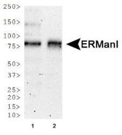 ERManI Antibody (3C2) - Azide and BSA Free, Novus Biologicals 0.1 mL; Unconjugated:Antibodies,