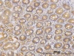 ERO1L Antibody (4G3), Novus Biologicals 0.1 mg | Buy Online | Novus Biologicals | Fisher Scientific