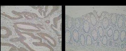 ERO1LB Antibody (M37-P5D11) - BSA Free, Novus Biologicals:Antibodies:Primary