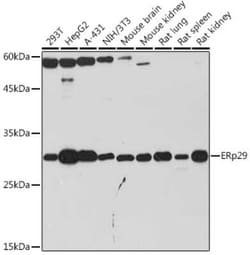 ERP29 Rabbit anti-Human, Mouse, Rat, Clone: 1J0D3, Novus Biologicals 20 &mu;g | Buy Online | Novus Biologicals | Fisher Scientific