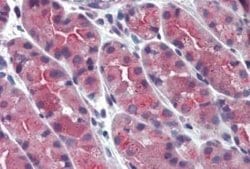 ERP44 Antibody, Novus Biologicals 50 &mu;g; Unconjugated:Antibodies, Polyclonal