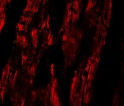 ERR beta/NR3B2 Antibody - BSA Free, Novus Biologicals 0.1 mg; Unconjugated:Antibodies,