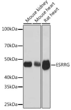 ERR gamma/NR3B3 Rabbit anti-Human, Mouse, Rat, Clone: 2W3A9, Novus Biologicals
