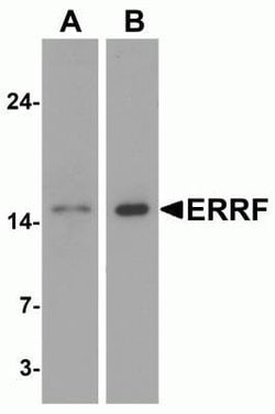ERRF Antibody - BSA Free, Novus Biologicals 0.1 mg; Unconjugated:Antibodies,