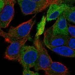 ERRFI1 Rabbit anti-Human, Polyclonal, Novus Biologicals 100 &mu;g; Unconjugated:Antibodies,