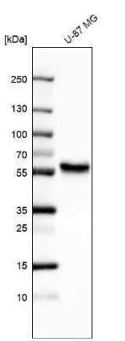 ERRFI1 Antibody, Novus Biologicals 0.1 mL; Unconjugated:Antibodies, Polyclonal