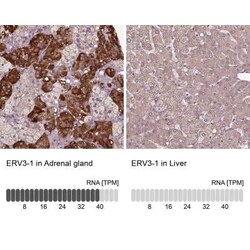 ERV3-1 Antibody, Novus Biologicals:Antibodies:Primary Antibodies