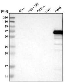 ERV3-1 Antibody, Novus Biologicals:Antibodies:Primary Antibodies