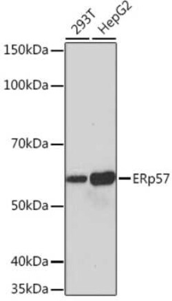 ERp57/PDIA3 Rabbit anti-Human, Clone: 9S9X4, Novus Biologicals 20 &mu;g;
