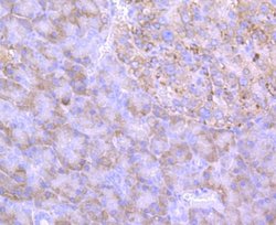 ERp57/PDIA3 Rabbit anti-Human, Clone: JM11-44, Novus Biologicals 100&mu;L:Antibodies,