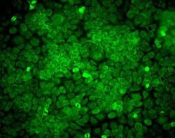 ERp57/PDIA3 Mouse anti-Bovine, Canine, Guinea Pig, Hamster, Human, Monkey,