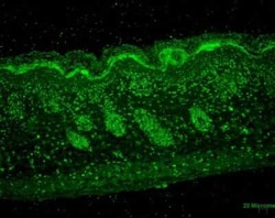 ERp57/PDIA3 Mouse anti-Bovine, Canine, Guinea Pig, Hamster, Human, Monkey,