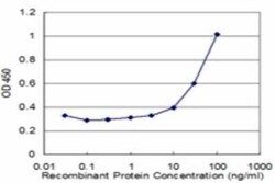 ERp72 Antibody (2H3), Novus Biologicals 0.1 mg | Buy Online | Novus Biologicals | Fisher Scientific