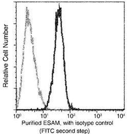 ESAM Rabbit anti-Human, Clone: 113, Novus Biologicals:Antibodies:Primary