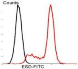 ESD Mouse anti-Human, Clone: J0-8, Novus Biologicals 100&mu;L:Antibodies,