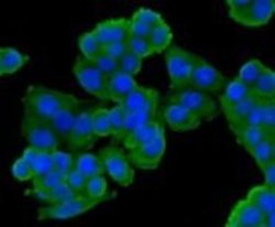 ESD Mouse anti-Human, Clone: J0-8, Novus Biologicals 100&mu;L:Antibodies,