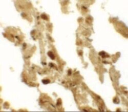 ESRP2 Antibody - BSA Free, Novus Biologicals 0.025 mg; Unconjugated:Antibodies,