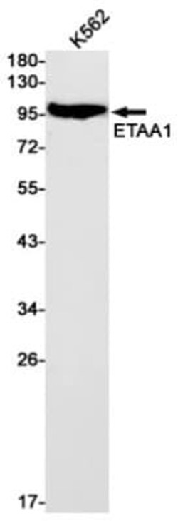 ETAA1 Antibody (S03-8J1), Novus Biologicals 100 &mu;g; Unconjugated:Antibodies,