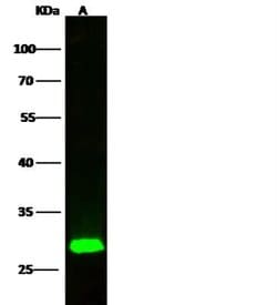 ETHE1 Rabbit anti-Human, Clone: 1, Novus Biologicals 50 &mu;g; Unconjugated:Antibodies,