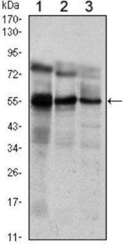 ETV5/ERM Antibody (3H3) - BSA Free, Novus Biologicals 0.025 mL; Unconjugated:Antibodies,