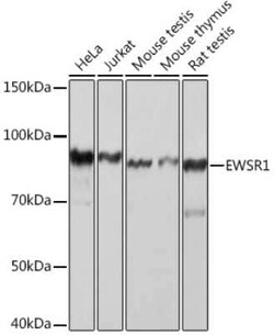 EWSR1 Rabbit anti-Human, Mouse, Rat, Clone: 9G3H1, Novus Biologicals 20