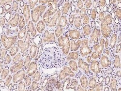EXOC5 Antibody, Novus Biologicals 50 &mu;g; Unconjugated:Antibodies, Polyclonal