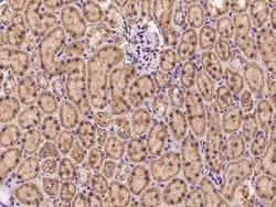 EXOC5 Antibody, Novus Biologicals 50 &mu;g; Unconjugated:Antibodies, Polyclonal