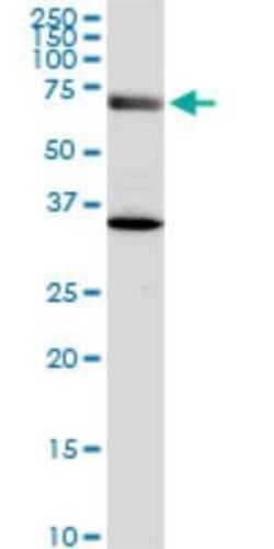 EXOC7 Antibody (1B7), Novus Biologicals 0.1 mg | Buy Online | Novus Biologicals | Fisher Scientific