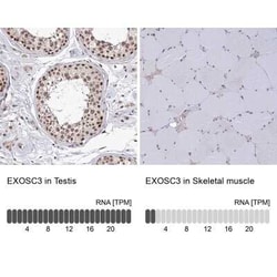 EXOSC3 Antibody, Novus Biologicals:Antibodies:Primary Antibodies