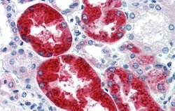 EYA1 Antibody, Novus Biologicals 100 &mu;L; Unconjugated:Antibodies, Polyclonal
