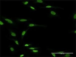 EZFIT/ZNF71 Antibody, Novus Biologicals 0.1 mg; Unconjugated:Antibodies,