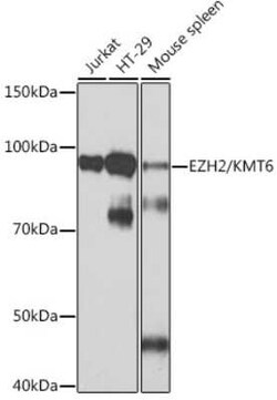 EZH2/KMT6 Rabbit anti-Human, Mouse, Clone: 9Q2R9, Novus Biologicals 100 &mu;g | Buy Online | Novus Biologicals | Fisher Scientific