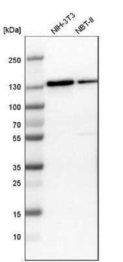Eg5 Antibody, Novus Biologicals 25 &mu;L; Unconjugated:Anticuerpos
