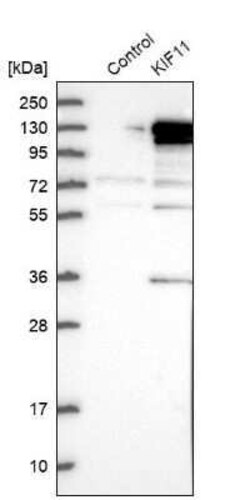 Eg5 Antibody, Novus Biologicals:Antibodies:Primary Antibodies