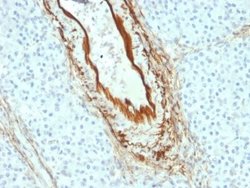 Elastin Antibody (ELN/2069) - Azide and BSA Free, Novus Biologicals 100 &mu;g | Buy Online | Novus Biologicals | Fisher Scientific