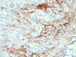 Elastin Antibody (ELN/3131R) - Azide and BSA Free, Novus Biologicals 100 &mu;g | Buy Online | Novus Biologicals | Fisher Scientific