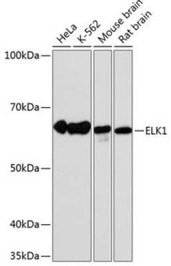 Elk-1 Rabbit anti-Human, Mouse, Rat, Clone: 10U8X1, Novus Biologicals:Antibodies:Primary
