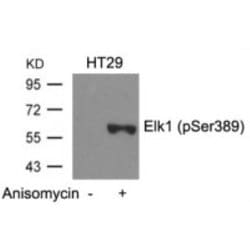 Elk-1, p Ser389 Antibody, Novus Biologicals:Antibodies:Primary Antibodies