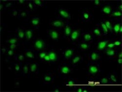 Novus Biologicals Elongin A Antibody (1F3), Novus Biologicals 0.1 mg | Buy Online | Novus Biologicals&trade; | Fisher Scientific