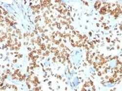 Emerin Antibody (EMD/2167) - Azide and BSA Free, Novus Biologicals 100