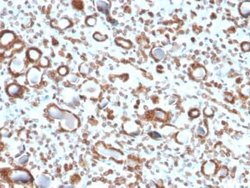Emerin Antibody (EMD/2167) - Azide and BSA Free, Novus Biologicals 100