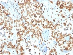 Emerin, Mouse anti-Human, Clone: EMD/2167, Novus Biologicals:Antibodies:Primary