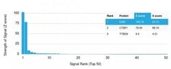 Emerin, Mouse anti-Human, Clone: EMD/2167, Novus Biologicals:Antibodies:Primary