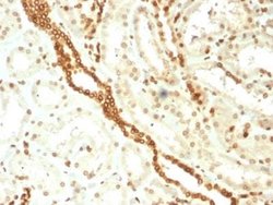 Emerin Mouse anti-Human, Clone: EMD/2168, Novus Biologicals:Antibodies:Primary