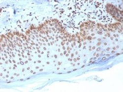 Emerin Antibody (EMD/2168) - Azide and BSA Free, Novus Biologicals 100