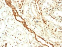 Emerin Antibody (EMD/2168) - Azide and BSA Free, Novus Biologicals 100