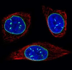 Emerin Antibody (CL0201), Novus Biologicals 0.1 mL, Unconjugated:Antibodies,